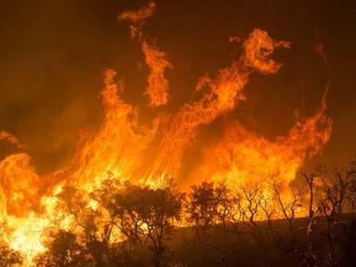 Waldbrand.jpg (1)
