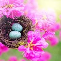 Osternest